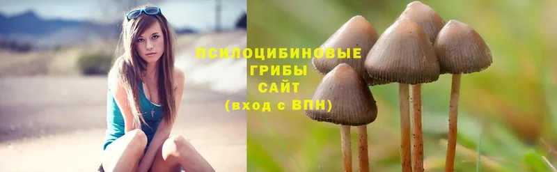 как найти   Дальнегорск  Псилоцибиновые грибы MAGIC MUSHROOMS 